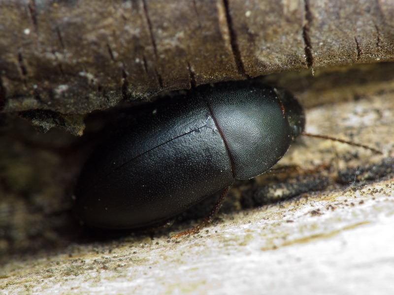 Crypticus quisquilius (Linnaeus, 1761)